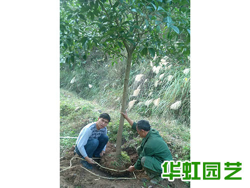 桂花樹(shù)木