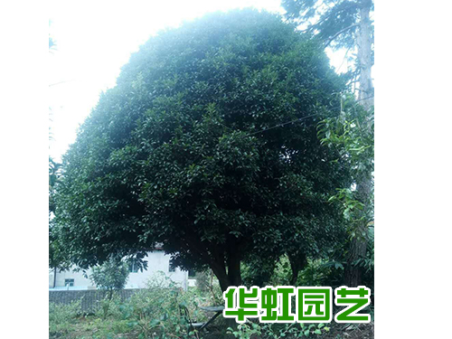 桂花樹(shù)